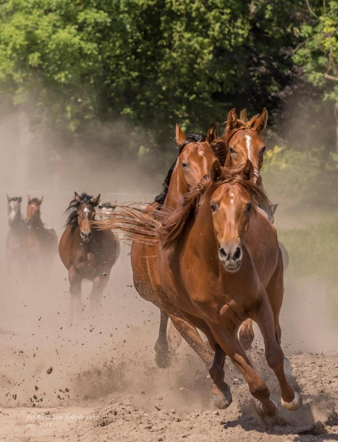 Willa Stara Wozownia W Lusowie Tarnowo Podgórne Buitenkant foto